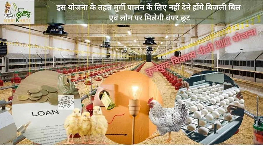 इस योजना के तहत मुर्गी पालन के लिए नहीं देने होंगे बिजली बिल एवं लोन पर मिलेगी बंपर छूट