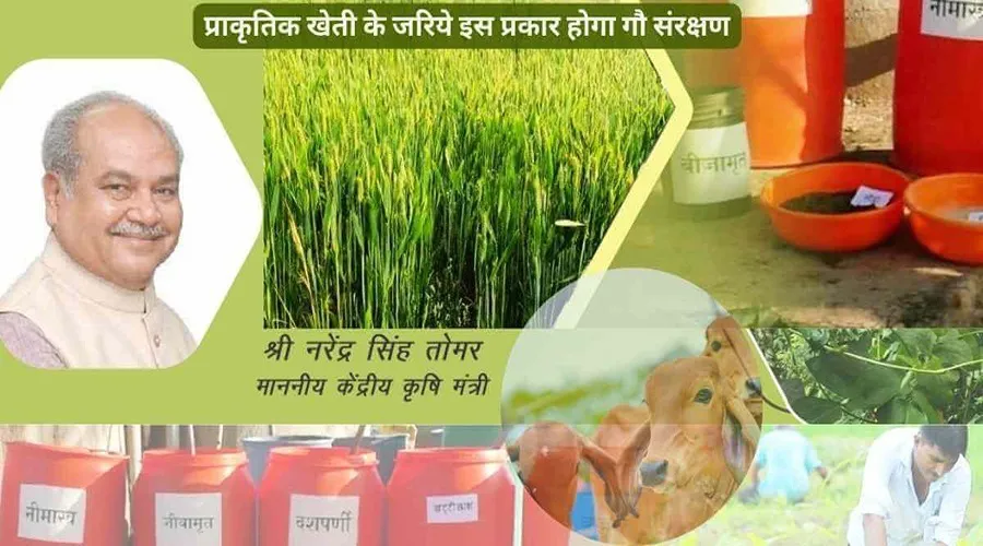 प्राकृतिक खेती के जरिये इस प्रकार होगा गौ संरक्षण