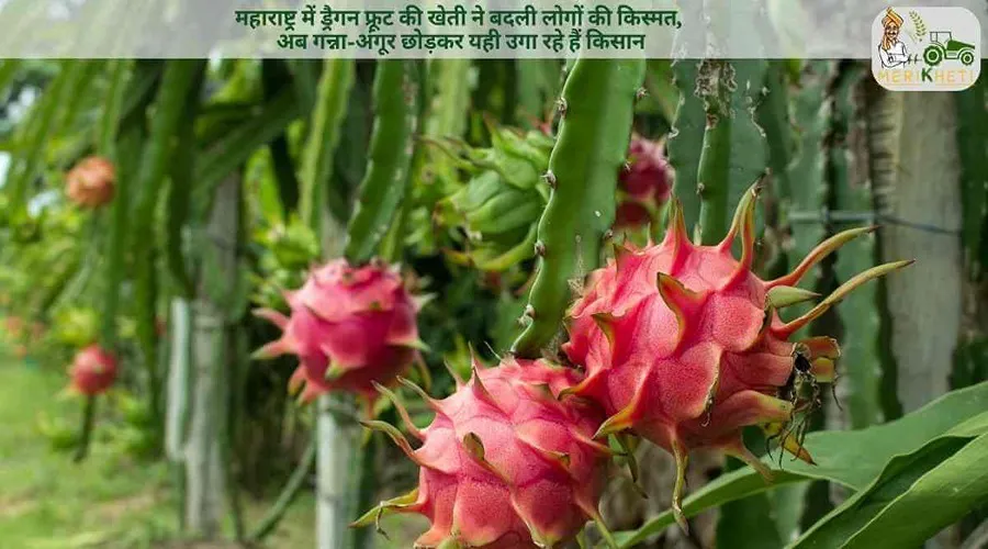 महाराष्ट्र में ड्रैगन फ्रूट की खेती ने बदली लोगों की किस्मत, अब गन्ना-अंगूर छोड़कर यही उगा रहे हैं किसान