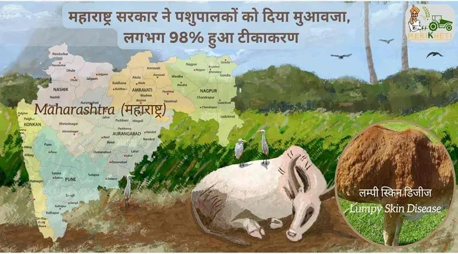 महाराष्ट्र सरकार ने पशुपालकों को दिया मुआवजा, लगभग 98% हुआ टीकाकरण