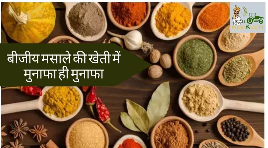 बीजीय मसाले की खेती में मुनाफा ही मुनाफा