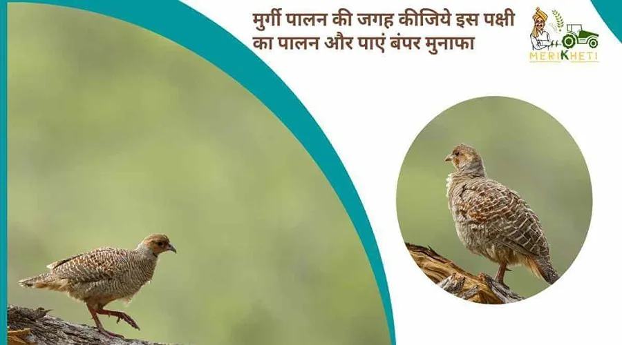 मुर्गी पालन की जगह कीजिये इस पक्षी का पालन और पाएं बंपर मुनाफा