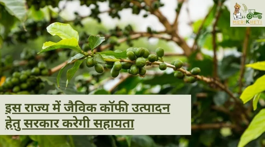 इस राज्य में जैविक कॉफी उत्पादन हेतु सरकार करेगी सहायता