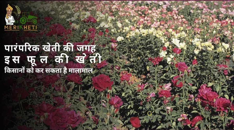 पारंपरिक खेती की जगह इस फूल की खेती किसानों को कर सकता है मालामाल