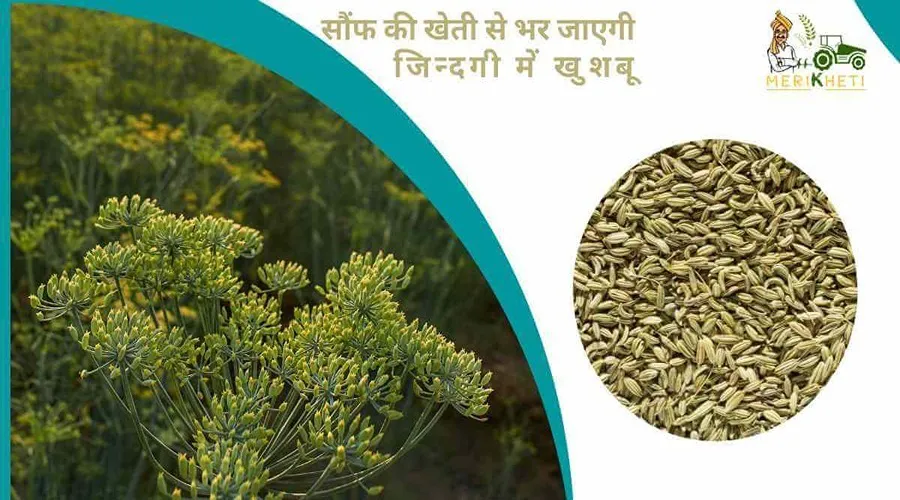 सौंफ की खेती से भर जाएगी जिन्दगी में खुशबू