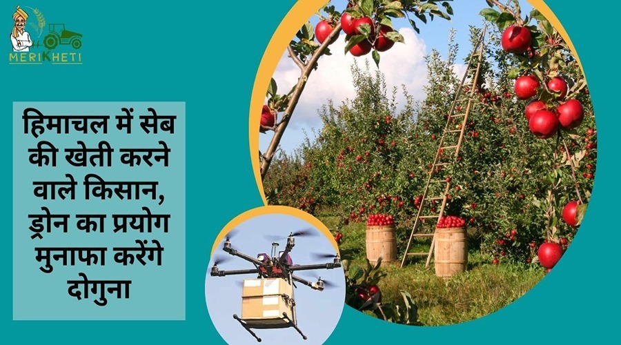 हिमाचल में सेब की खेती करने वाले किसान, ड्रोन का प्रयोग मुनाफा करेंगे दोगुना