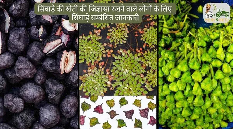 सिंघाड़े की खेती की जिज्ञासा रखने वाले लोगों के लिए सिंघाड़े सम्बंधित जानकारी