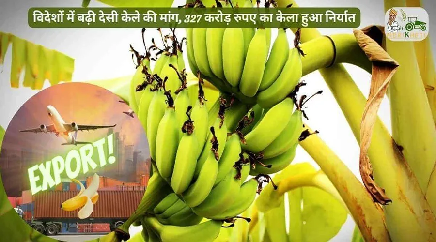 विदेशों में बढ़ी देसी केले की मांग, 327 करोड़ रुपए का केला हुआ निर्यात