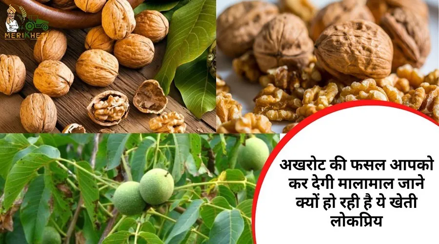 अखरोट की फसल आपको कर देगी मालामाल जाने क्यों हो रही है ये खेती लोकप्रिय