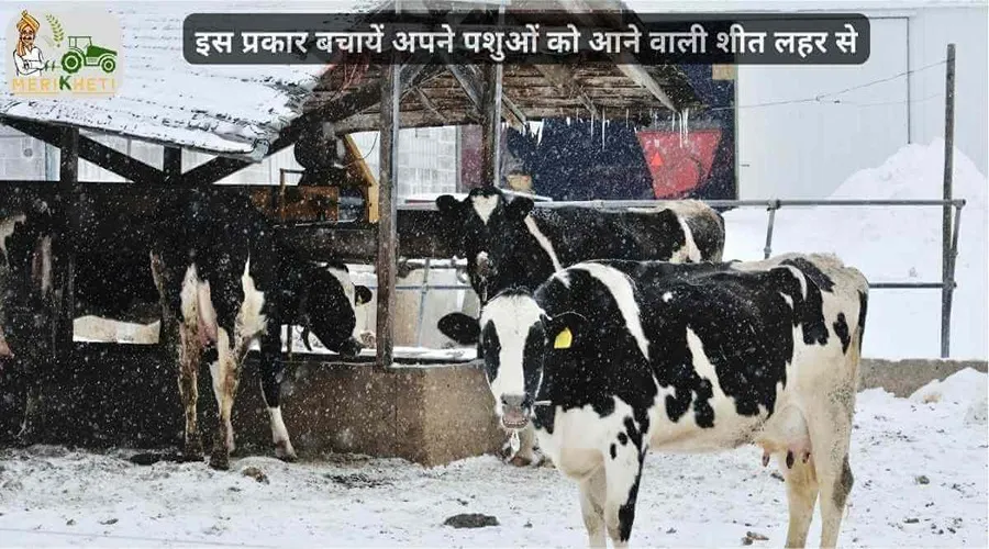 इस प्रकार बचायें अपने पशुओं को आने वाली शीत लहर से