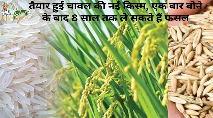 तैयार हुई चावल की नई किस्म, एक बार बोने के बाद 8 साल तक ले सकते हैं फसल