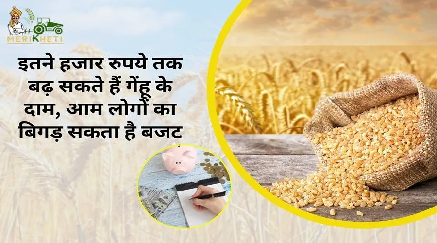 इतने हजार रुपये तक बढ़ सकते हैं गेंहू के दाम, आम लोगों का बिगड़ सकता है बजट