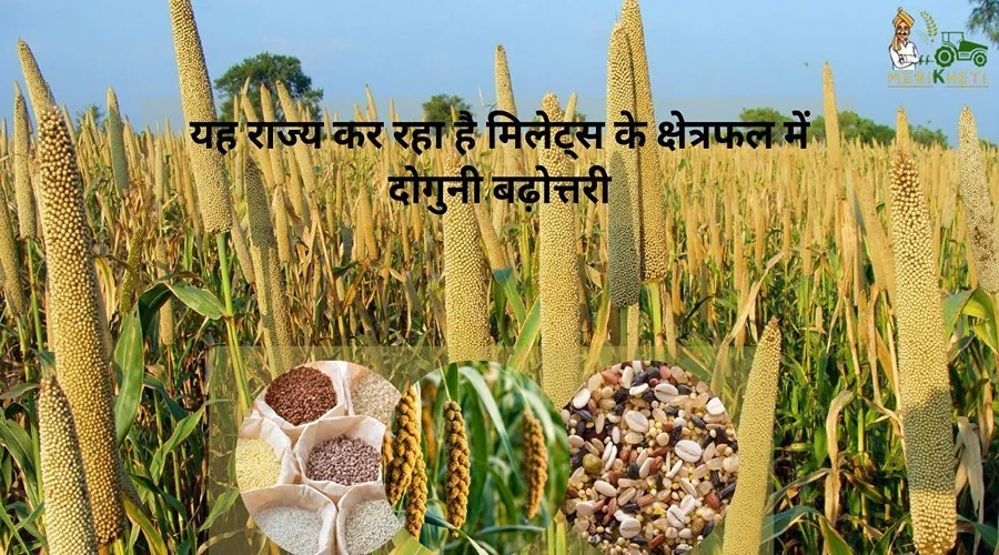 यह राज्य कर रहा है मिलेट्स के क्षेत्रफल में दोगुनी बढ़ोत्तरी
