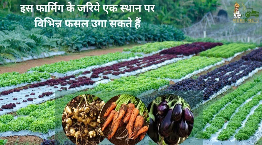 इस फार्मिंग के जरिये एक स्थान पर विभिन्न फसल उगा सकते हैं