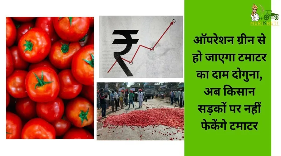 ऑपरेशन ग्रीन से हो जाएगा टमाटर का दाम दोगुना, अब किसान सड़कों पर नहीं फेकेंगे टमाटर