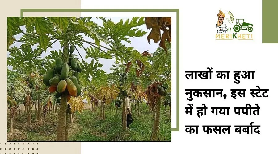 लाखों का हुआ नुकसान, इस स्टेट में हो गया पपीते का फसल बर्बाद