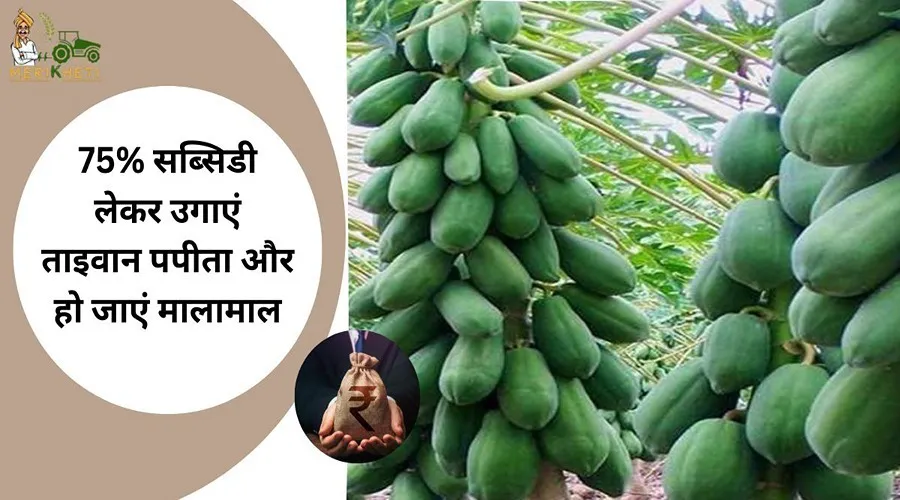 75% सब्सिडी लेकर उगाएं ताइवान पपीता और हो जाएं मालामाल