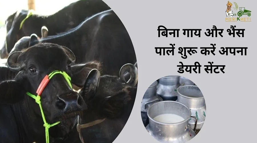 बिना गाय और भैंस पालें शुरू करें अपना डेयरी सेंटर