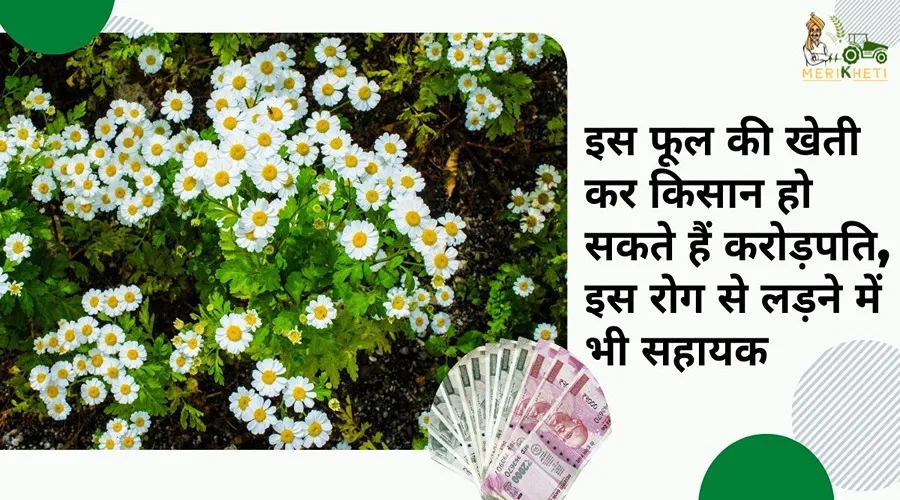 इस फूल की खेती कर किसान हो सकते हैं करोड़पति, इस रोग से लड़ने में भी सहायक