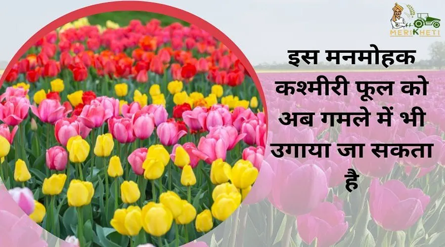 इस मनमोहक कश्मीरी फूल को अब गमले में भी उगाया जा सकता है