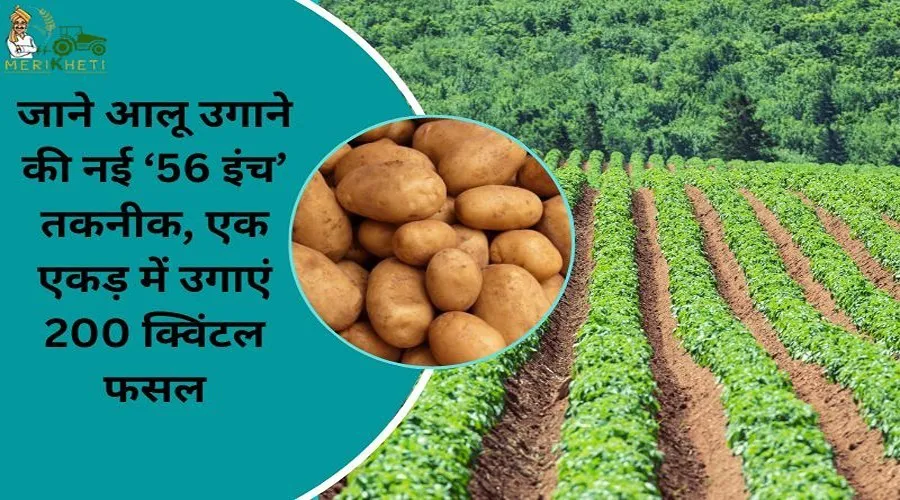 जाने आलू उगाने की नई ‘56 इंच’ तकनीक, एक एकड़ में उगाएं 200 क्विंटल फसल