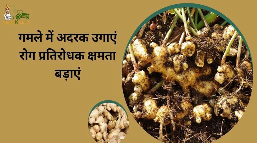गमले में अदरक उगाएं रोग प्रतिरोधक क्षमता बड़ाएं
