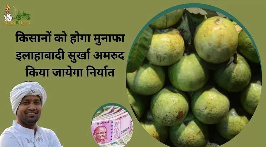किसानों को होगा मुनाफा इलाहाबादी सुर्खा अमरुद किया जायेगा निर्यात