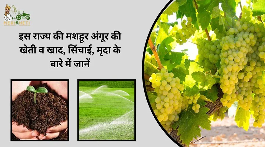 इस राज्य की मशहूर अंगूर की खेती व खाद, सिंचाई, मृदा के बारे में जानें