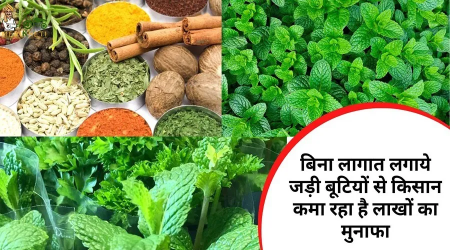 बिना लागात लगाये जड़ी बूटियों से किसान कमा रहा है लाखों का मुनाफा