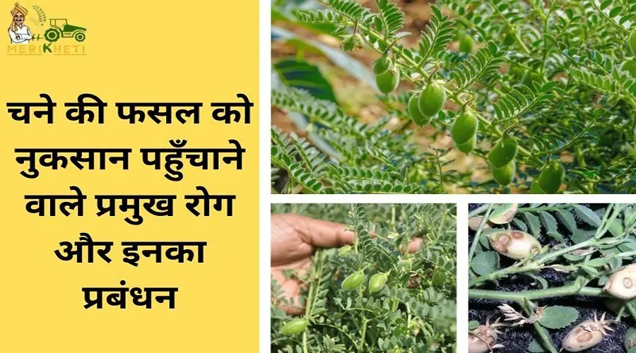 चने की फसल को नुकसान पहुँचाने वाले प्रमुख रोग और इनका प्रबंधन
