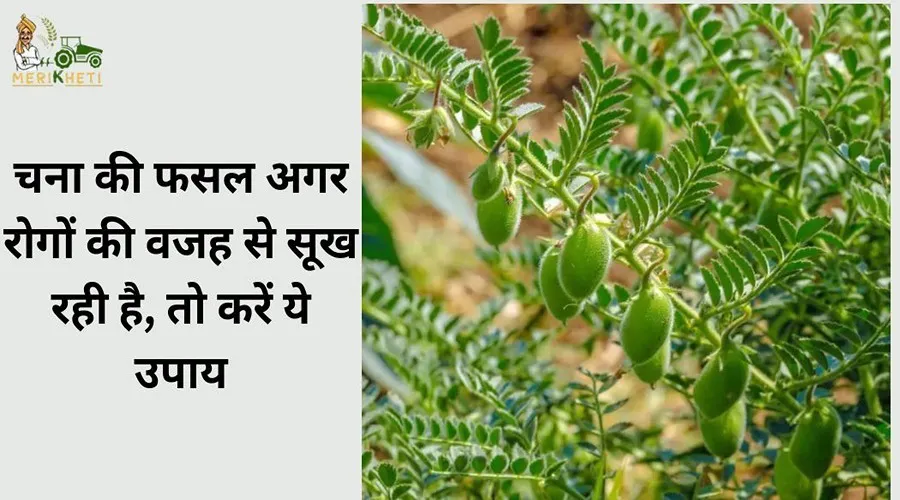 चना की फसल अगर रोगों की वजह से सूख रही है, तो करें ये उपाय