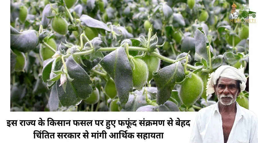 इस राज्य के किसान फसल पर हुए फफूंद संक्रमण से बेहद चिंतित सरकार से मांगी आर्थिक सहायता