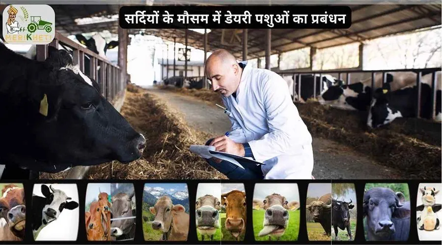 सर्दियों के मौसम में डेयरी पशुओं का प्रबंधन