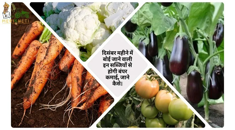 दिसंबर महीने में बोई जाने वाली इन सब्जियों से होगी बंपर कमाई, जाने कैसे।
