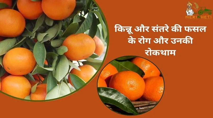 किन्नू और संतरे की फसल के रोग और उनकी रोकथाम