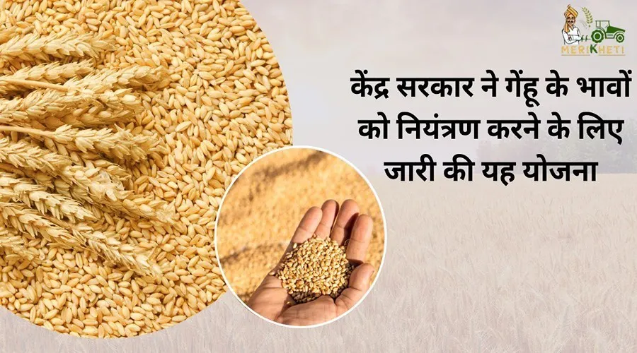 केंद्र सरकार ने गेंहू के भावों को नियंत्रण करने के लिए जारी की यह योजना