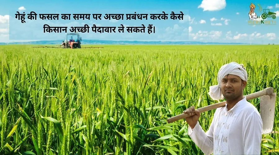 गेहूं की फसल का समय पर अच्छा प्रबंधन करके कैसे किसान अच्छी पैदावार ले सकते हैं।