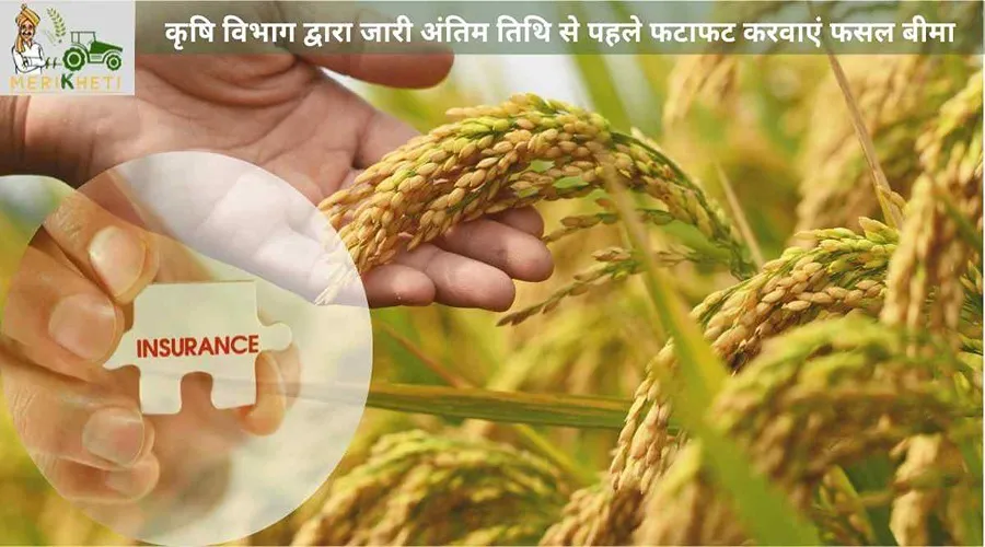 कृषि विभाग द्वारा जारी अंतिम तिथि से पहले फटाफट करवाएं फसल बीमा