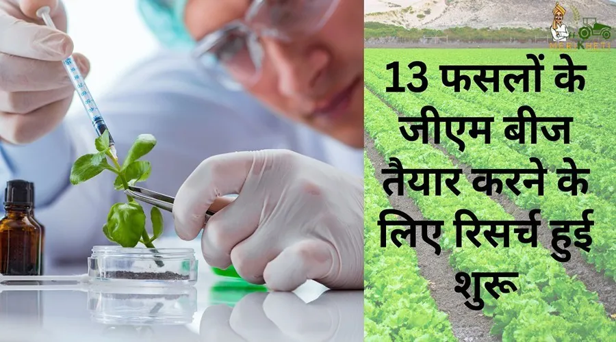 13 फसलों के जीएम बीज तैयार करने के लिए रिसर्च हुई शुरू