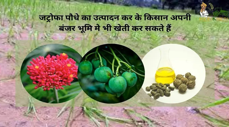 जट्रोफा पौधे का उत्पादन कर के किसान अपनी बंजर भूमि मे भी खेती कर सकते हैं