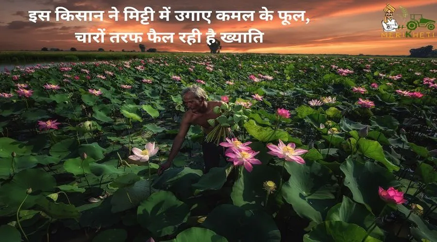 इस किसान ने मिट्टी में उगाए कमल के फूल, चारों तरफ फैल रही है ख्याति