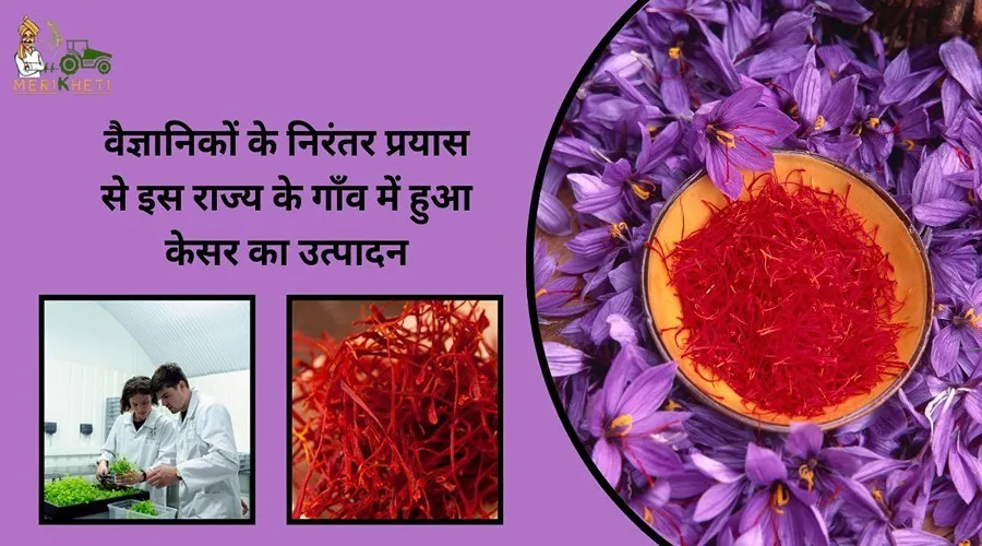 वैज्ञानिकों के निरंतर प्रयास से इस राज्य के गाँव में हुआ केसर का उत्पादन