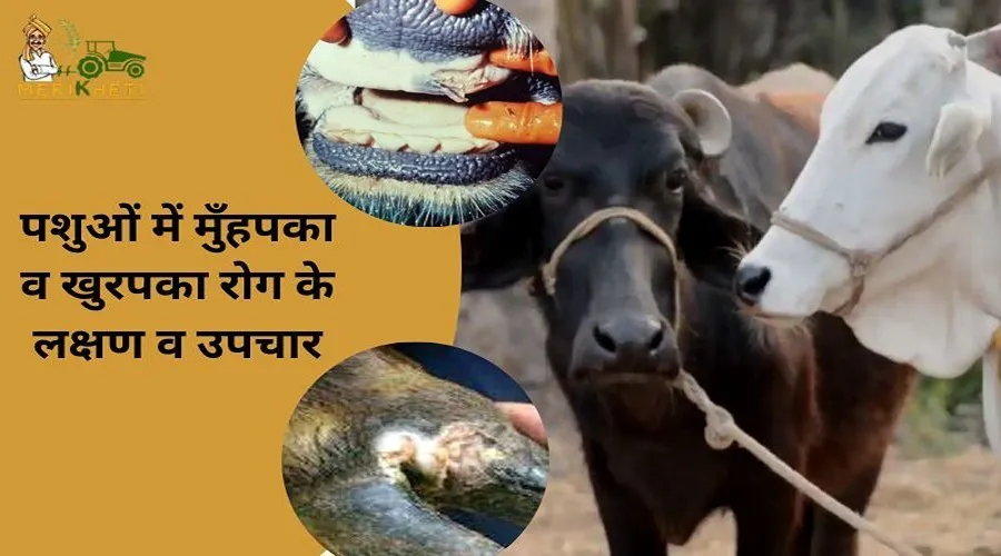 पशुओं में मुँहपका व खुरपका रोग के लक्षण व उपचार