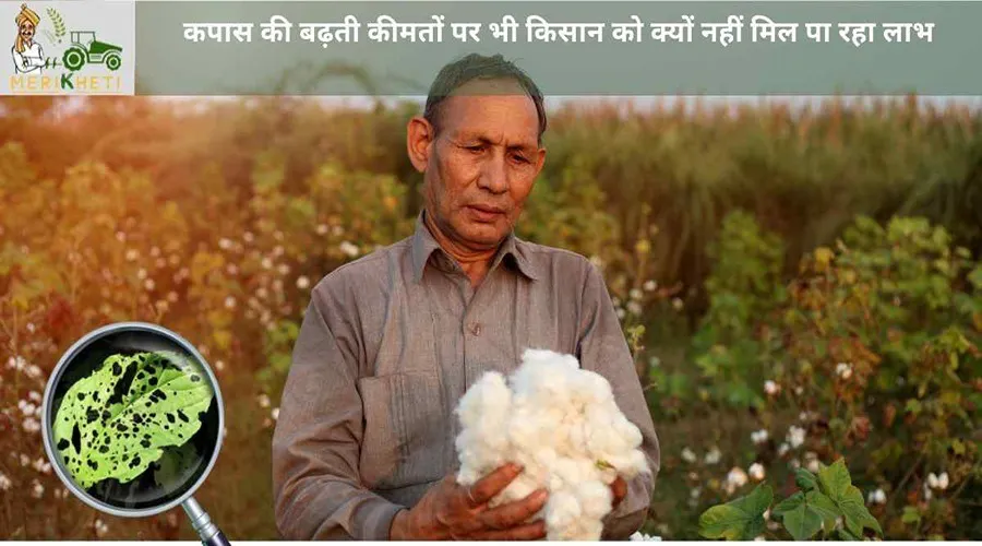 कपास की बढ़ती कीमतों पर भी किसान को क्यों नहीं मिल पा रहा लाभ