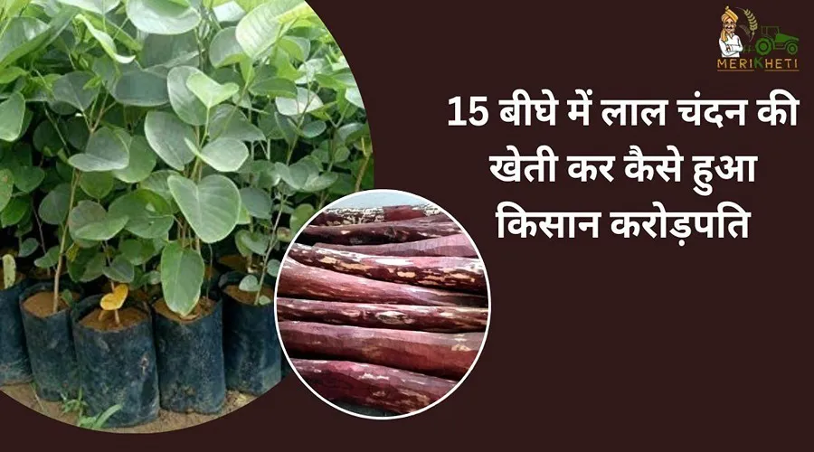 15 बीघे में लाल चंदन की खेती कर कैसे हुआ किसान करोड़पति