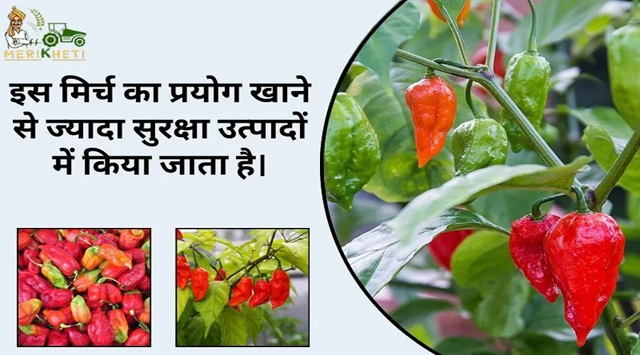 इस मिर्च का प्रयोग खाने से ज्यादा सुरक्षा उत्पादों में किया जाता है।