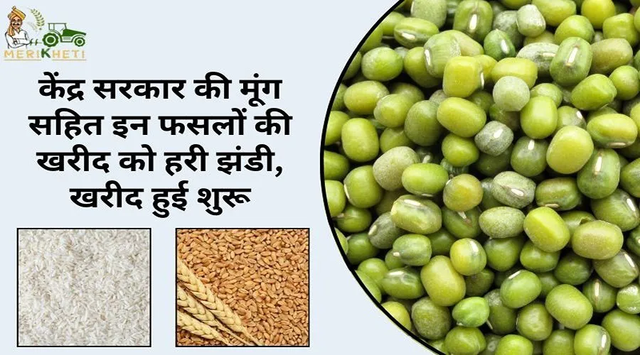 केंद्र सरकार की मूंग सहित इन फसलों की खरीद को हरी झंडी, खरीद हुई शुरू