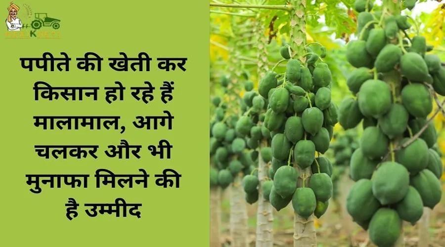 पपीते की खेती कर किसान हो रहे हैं मालामाल, आगे चलकर और भी मुनाफा मिलने की है उम्मीद