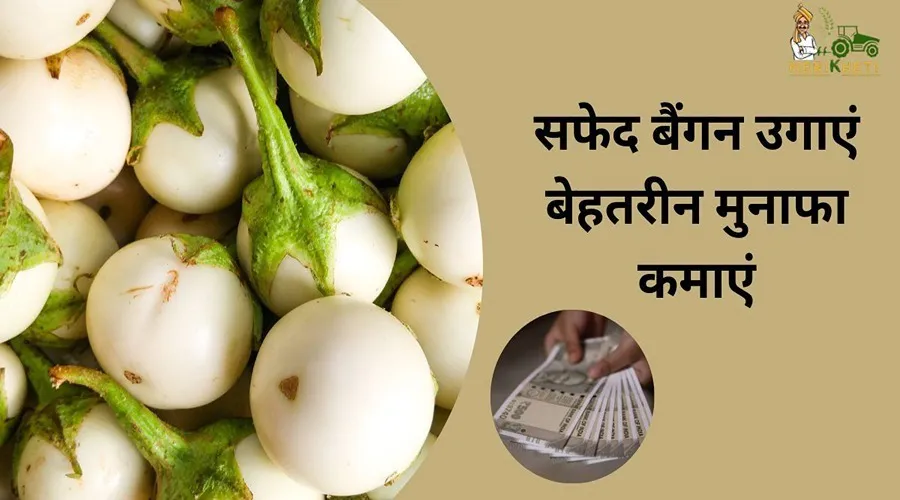 सफेद बैंगन उगाएं बेहतरीन मुनाफा कमाएं