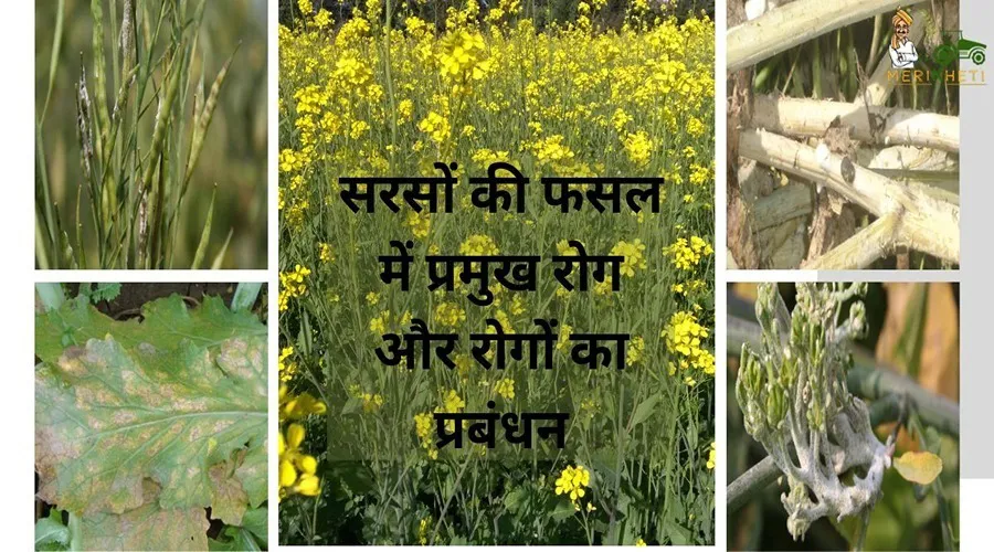 सरसों की फसल में प्रमुख रोग और रोगों का प्रबंधन
